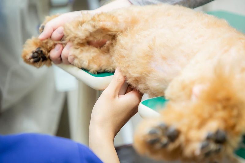 有限会社ナガワ動物病院のアルバイト・バイト求人情報-04