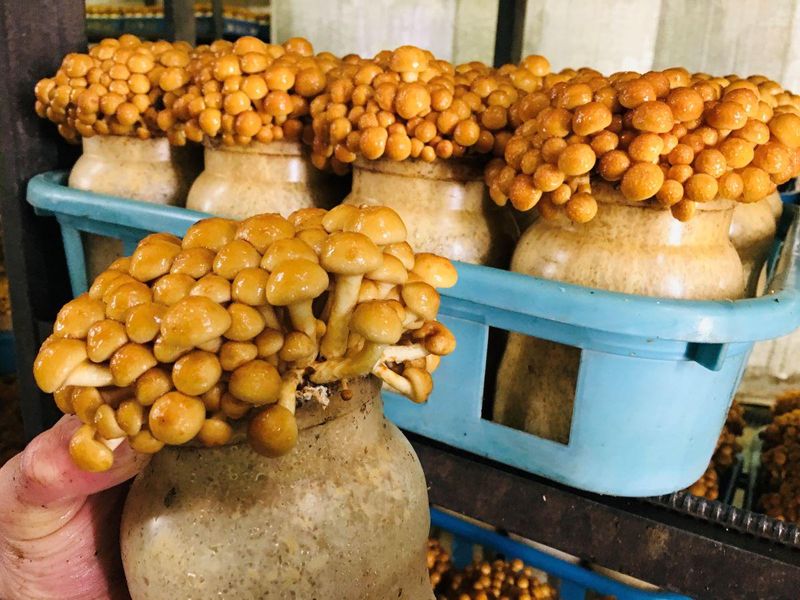 有限会社きのこの里吉井のアルバイト・バイト求人情報-05