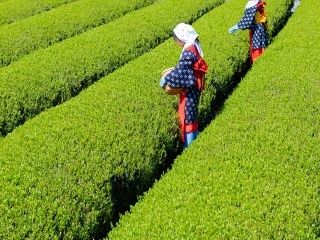 有限会社丸新柴本製茶の求人・転職情報