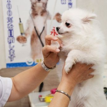 海 動物病院のアルバイト・バイト求人情報-06