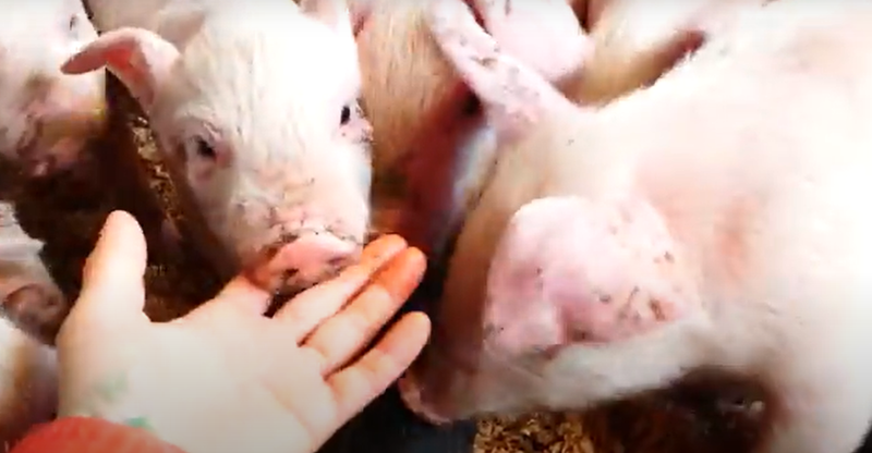 有限会社柴畜産のアルバイト・バイト求人情報-05