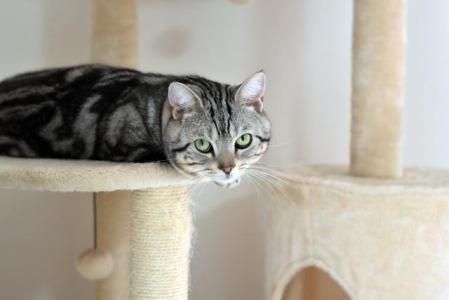 ビバペッツ磐田店のアルバイト・バイト求人情報-05