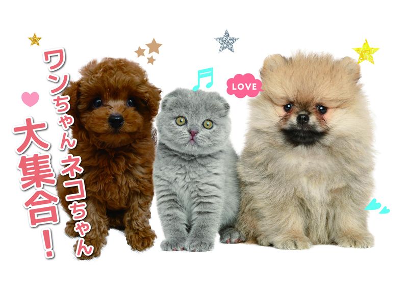 センチュリーペット株式会社の求人・転職情報