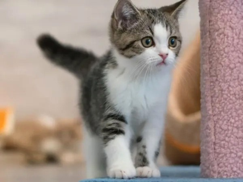 Ａネクストワークス株式会社の求人・転職情報