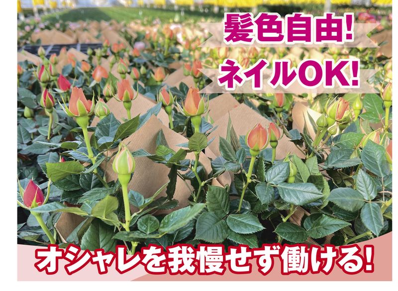 農事組合法人セントラルローズナーセリーの派遣求人情報