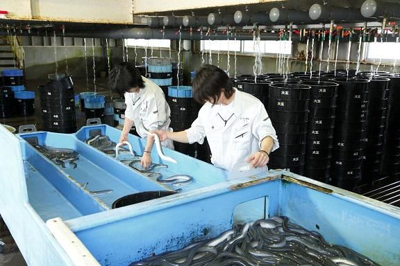大五通商株式会社　うなぎ工房のアルバイト・バイト求人情報-03