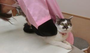 かしわだい動物病院のアルバイト・バイト求人情報-02