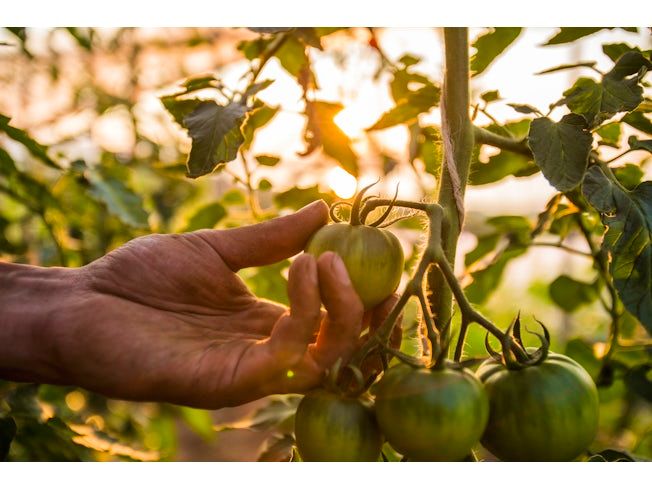 中野ファーム株式会社の求人・転職情報