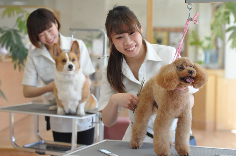 トリミングサロン　アラモード本店のアルバイト・バイト求人情報-03