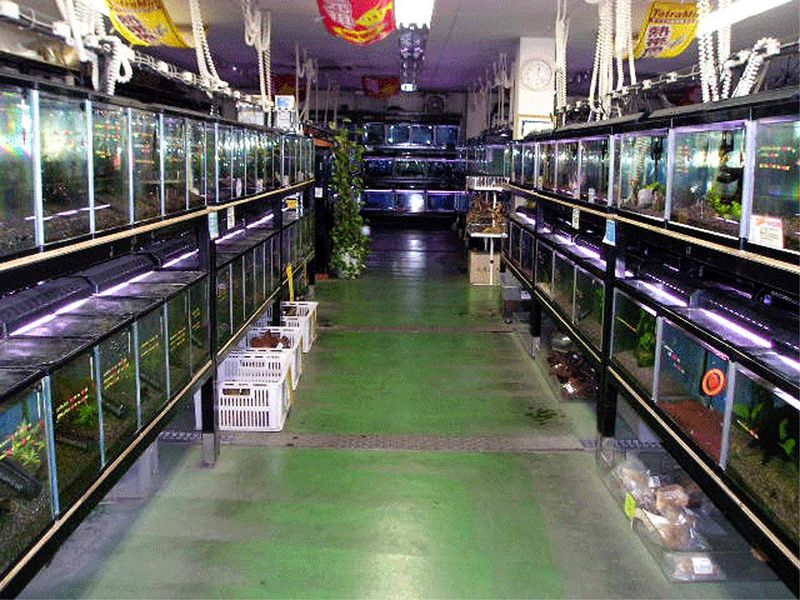 アクア&ペットかねだい　草加店のアルバイト・バイト求人情報-05