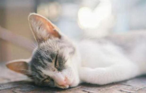 スーパービバホーム長久手店のアルバイト・バイト求人情報-04