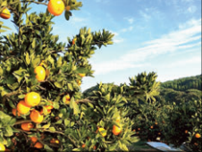 小崎果樹園のアルバイト・バイト求人情報-03