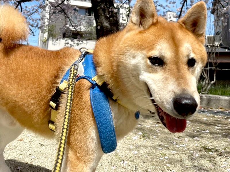 株式会社西間動物病院のアルバイト・バイト求人情報-03