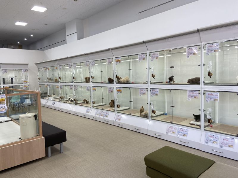 犬の家　BIGHOPガーデンモール印西店(株式会社犬の家)のアルバイト・バイト求人情報-05