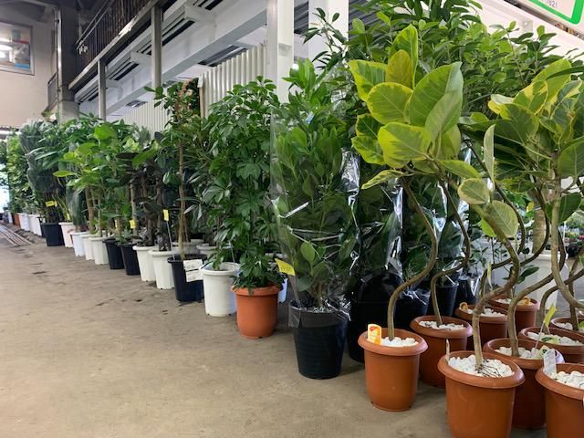 株式会社阿部花園　鉢物棟のアルバイト・バイト求人情報-01