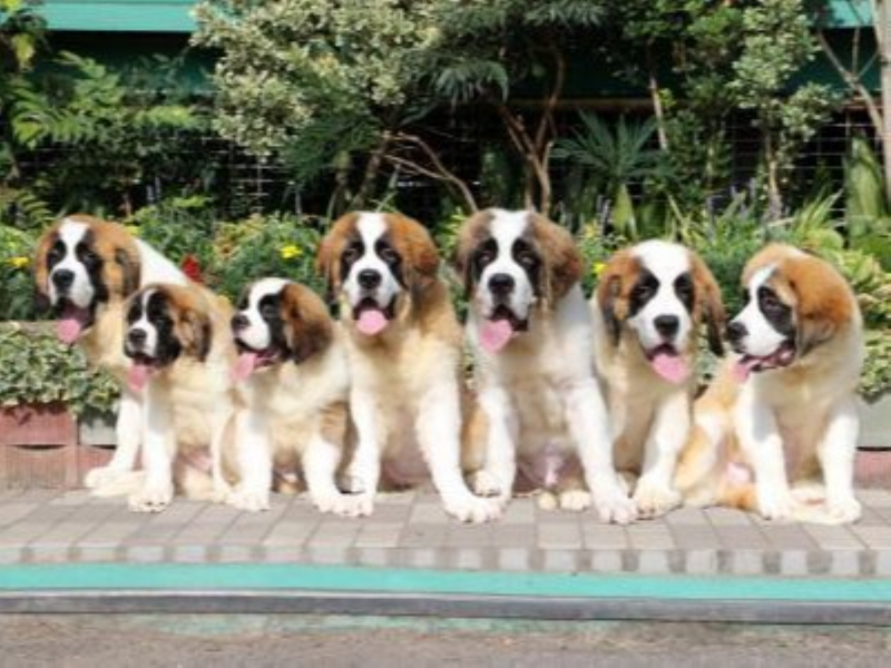 株式会社つくばわんわんランドのアルバイト・バイト求人情報-02