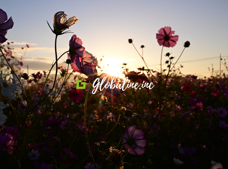 株式会社グローバライン 本社オフィスのアルバイト・バイト求人情報-05