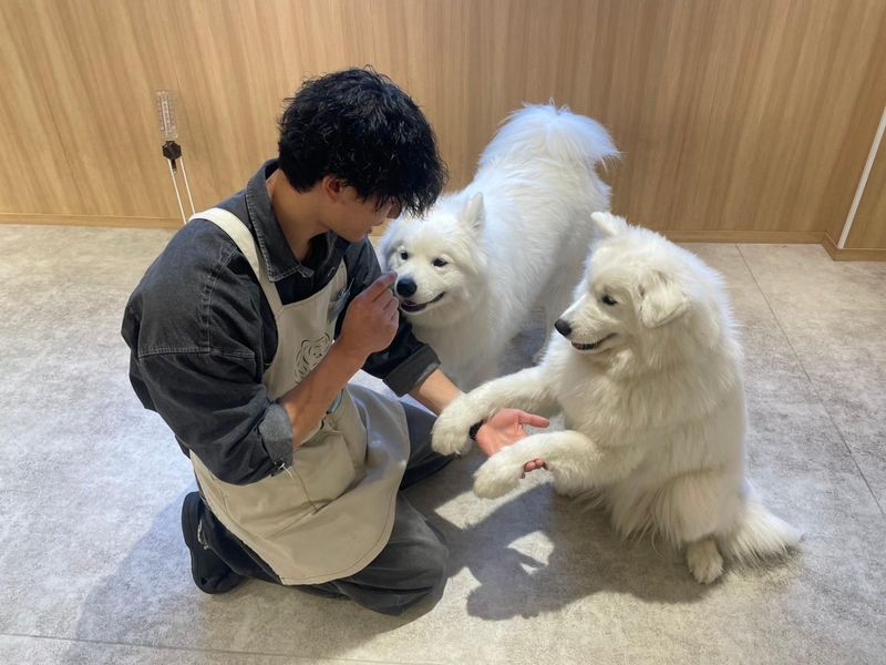 超!サモエド　原宿店のアルバイト・バイト求人情報-05