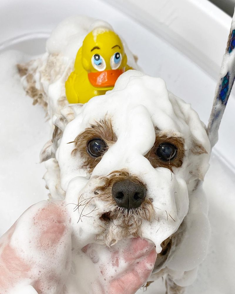 トリミングサロン　アラモード松戸駅前店のアルバイト・バイト求人情報-03