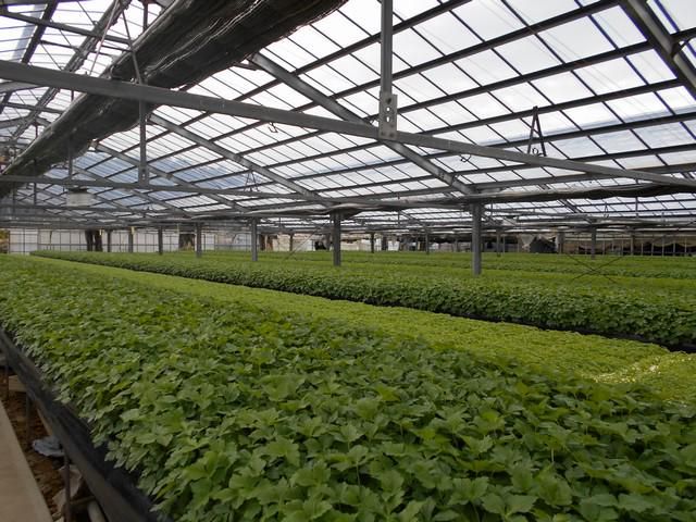 有限会社浜名ファームのアルバイト・バイト求人情報-02