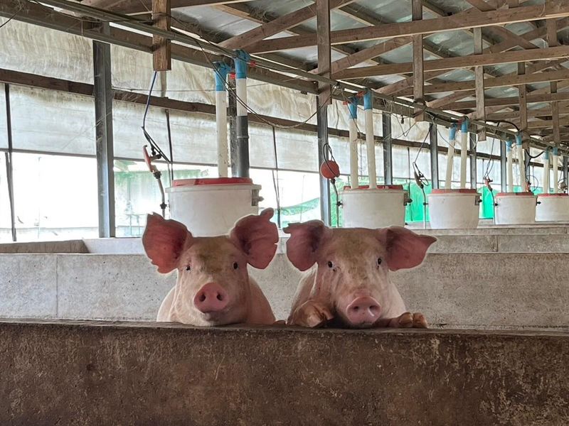 株式会社岩戸牧場