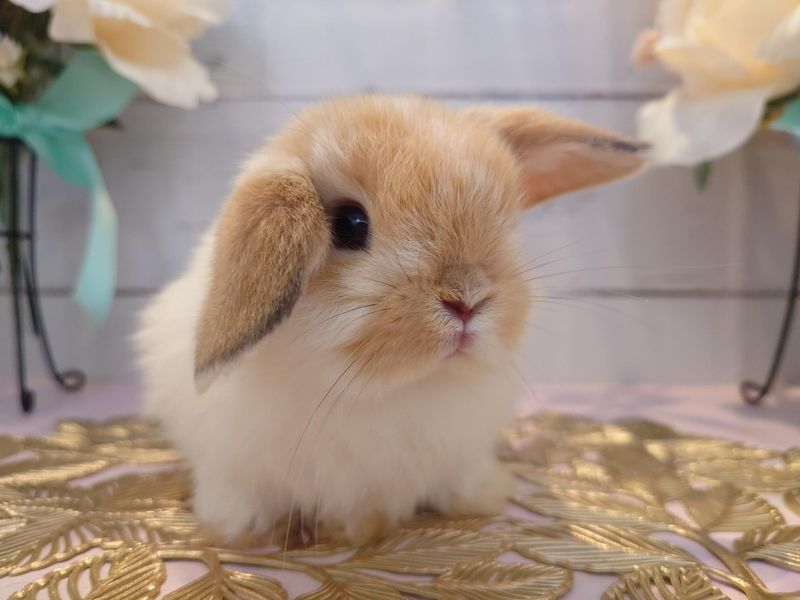 うさぎ専門店　Rabbit-Ruru　和泉府中本店のアルバイト・バイト求人情報-02