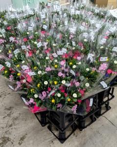 合同会社Sun　Plantsの派遣求人情報