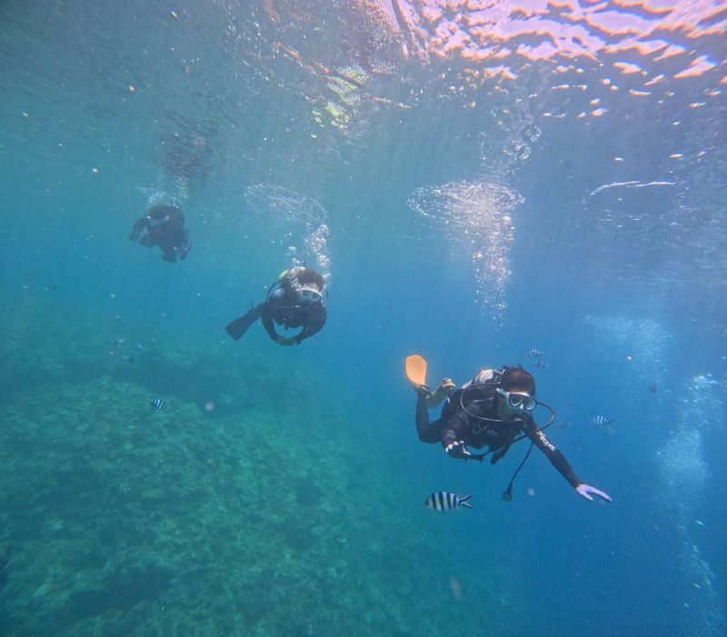 株式会社ドリムシアの求人・転職情報