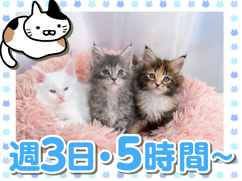 DOG&CAT JOKER 六本木ヒルズ店のアルバイト・バイト求人情報-03