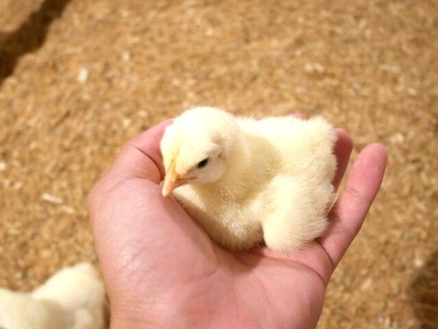 株式会社ジャパンファームの求人・転職情報