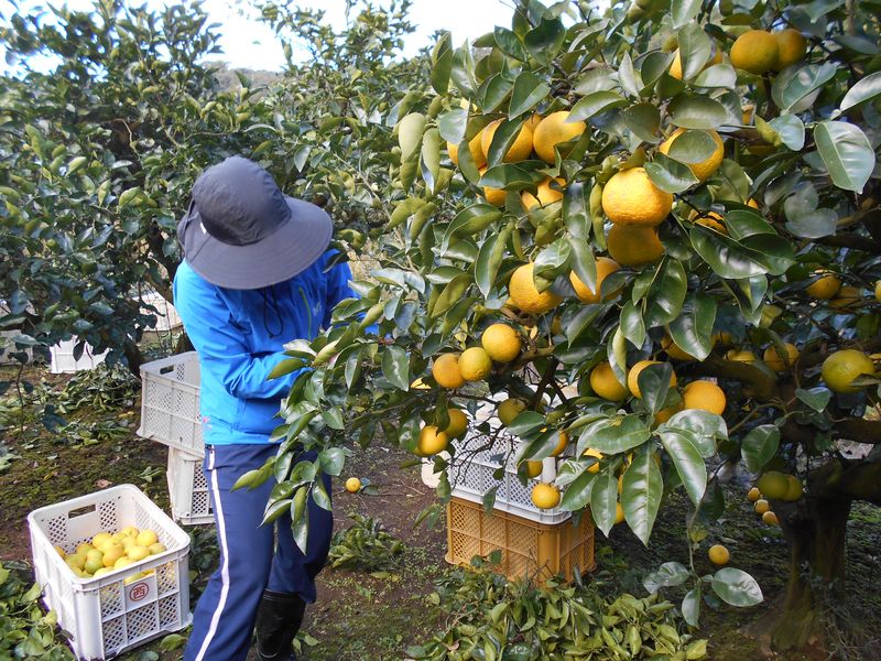 株式会社菜果野アグリの派遣求人情報