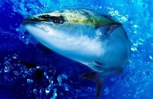 【WEB開催】片田舎から世界に!最先端の水産加工を知ろう!
