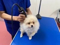 有限会社大浩商事 Dog Palaceのアルバイト・バイト求人情報-02