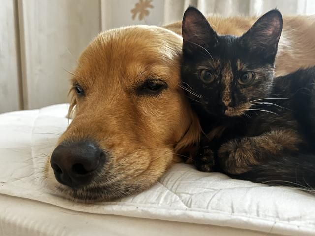 オリオンセールスプロモーション株式会社の求人・転職情報