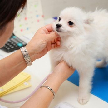 有限会社大浩商事 Cat Farm 東金 東金ブリーディングのアルバイト・バイト求人情報-02