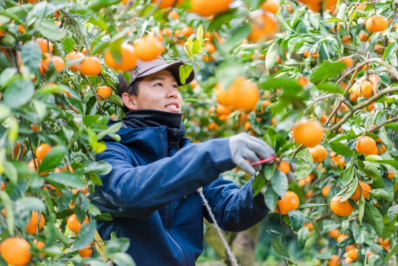 株式会社伊藤農園