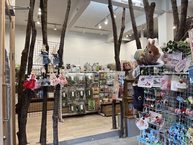 ⚠️ねこうさぎさん専用⚠️ うさぎ生体販売 - 横須賀のうさぎ専門店ラビットハウスサニー