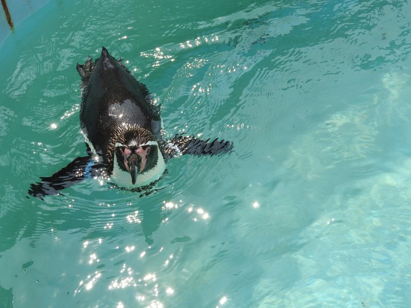 おたる水族館(株式会社小樽水族館公社)のアルバイト・バイト求人情報-04