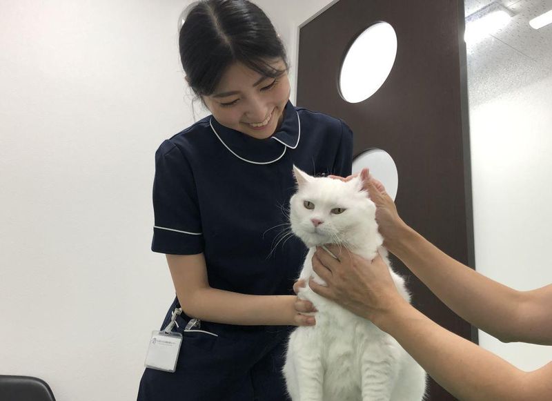 【日程調整可】資格不要!「動物病院」×臨床検査技師を知ろう!