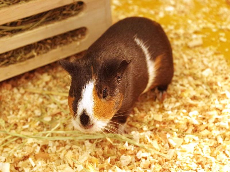 Moff animal cafe　イオンモール幕張新都心の求人5
