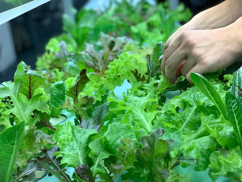 コルディアーレ長崎農園のアルバイト・バイト求人情報-05