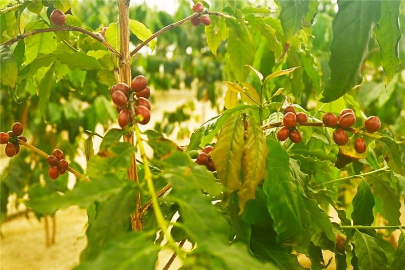 やまこうファーム株式会社のアルバイト・バイト求人情報-03