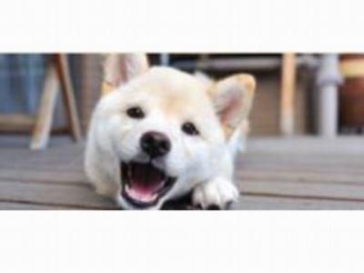 ヤマトペットのアルバイト・バイト求人情報-02