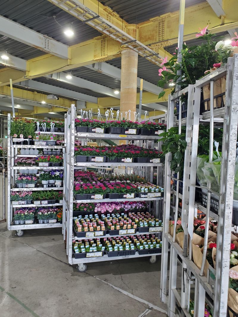 クロスローズ・プランニング株式会社 大阪花き園芸地方卸売市場大阪植物取引所の求人・転職情報／お花市場での軽作業スタッフ｜とらばーゆ