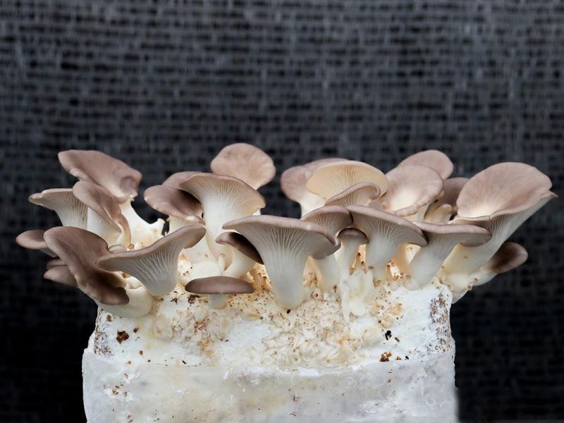 有限会社佐倉きのこ園のアルバイト・バイト求人情報-05