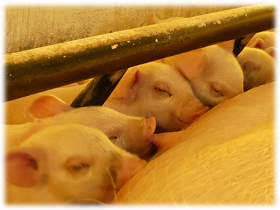 有限会社柴畜産のアルバイト・バイト求人情報-02