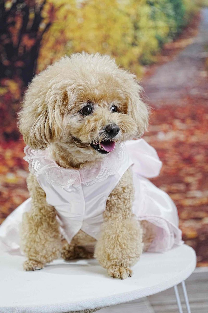 鳥羽わんわんパラダイスホテル/わんこフォトスタジオのアルバイト・バイト求人情報-03