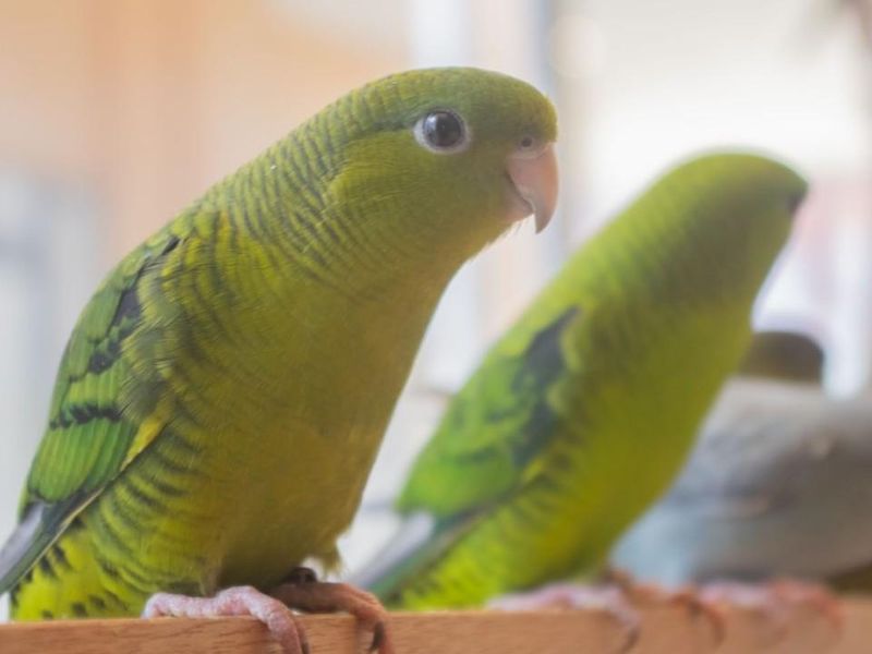 Moff animal cafe ららぽーと福岡店のアルバイト・バイト求人情報-05