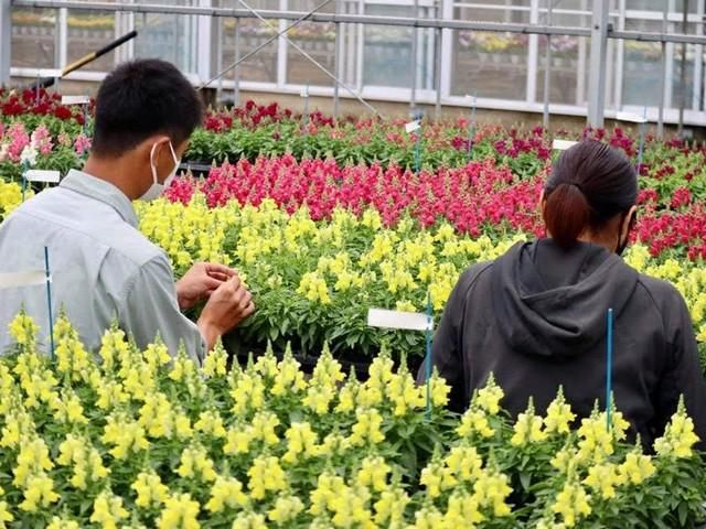 株式会社サカタのタネ　掛川総合研究センターの派遣求人情報