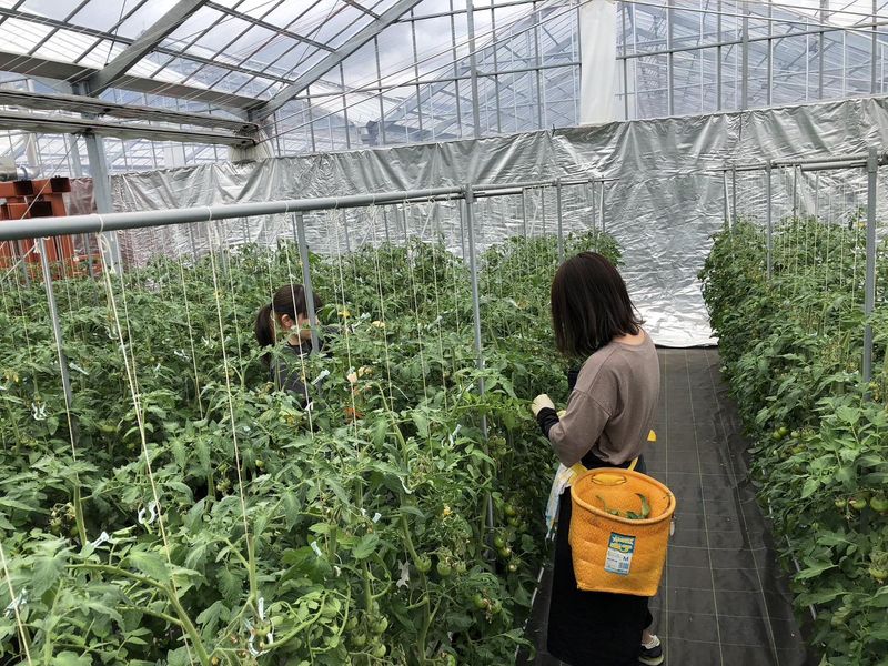 サンファーム富士小山の派遣求人情報